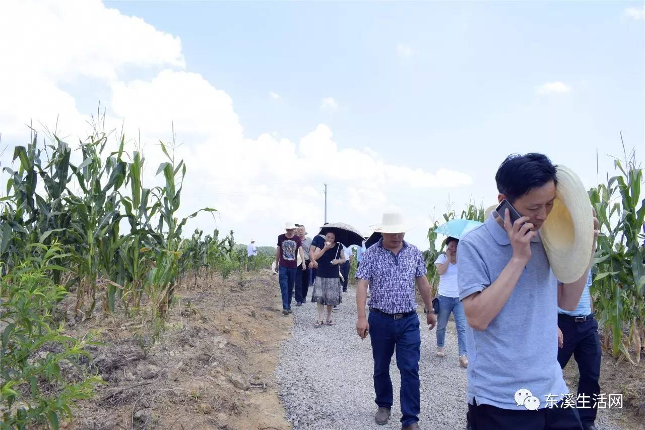 市蒼溪縣人大常委主任馮明帶隊視察東溪,橋溪,石灶,高坡,龍洞等鄉鎮