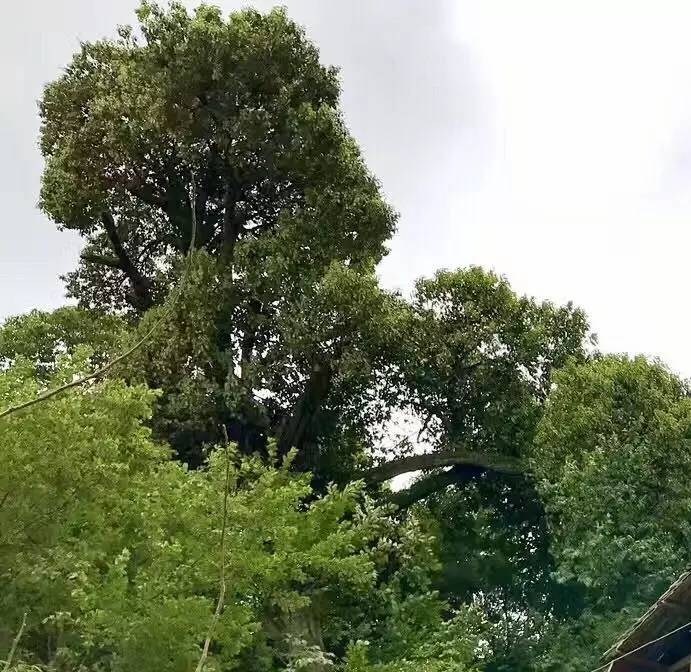 枝繁叶茂的千年古树在隆回县虎形山瑶族乡万贯冲村岩边组,生长着一株