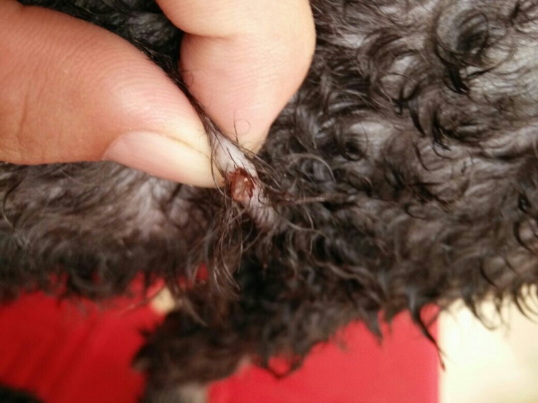 蜱虫狗伤口图片