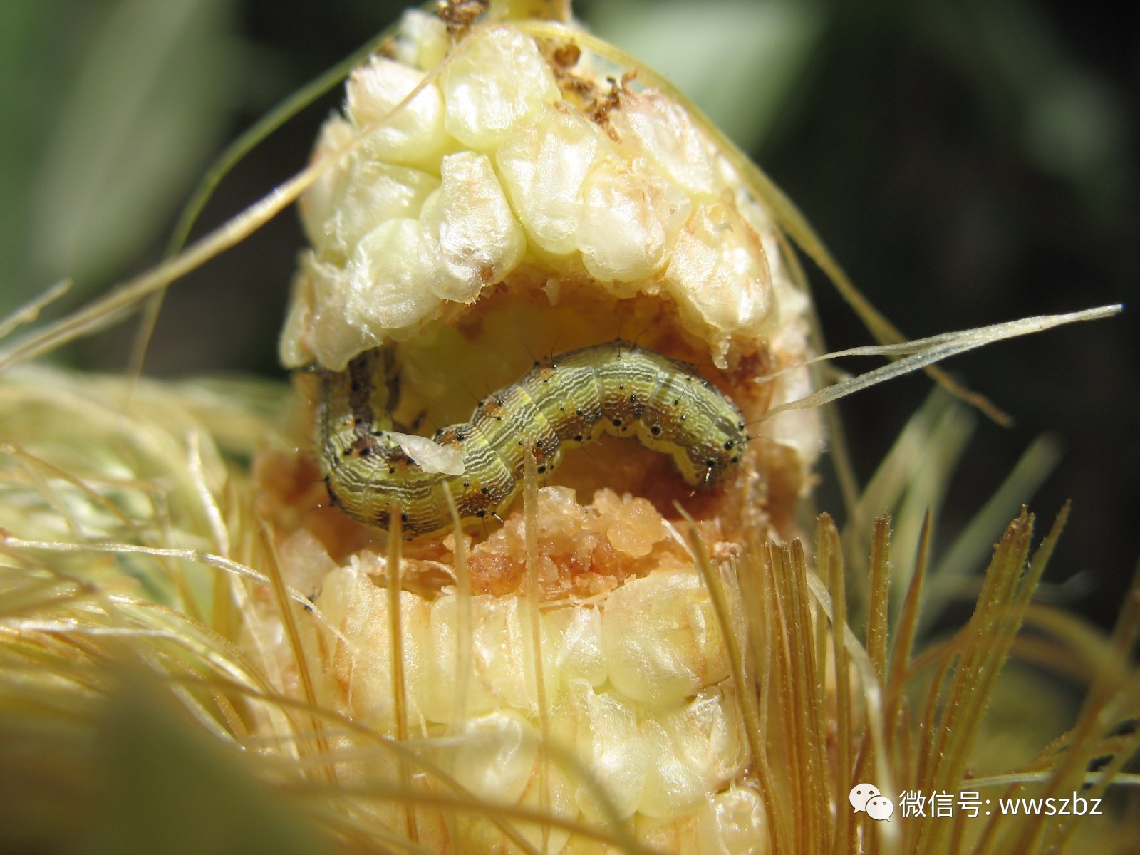 幼虫危害雌穗幼虫危害花丝花丝上的卵今年我市玉米田棉铃虫发生时间较