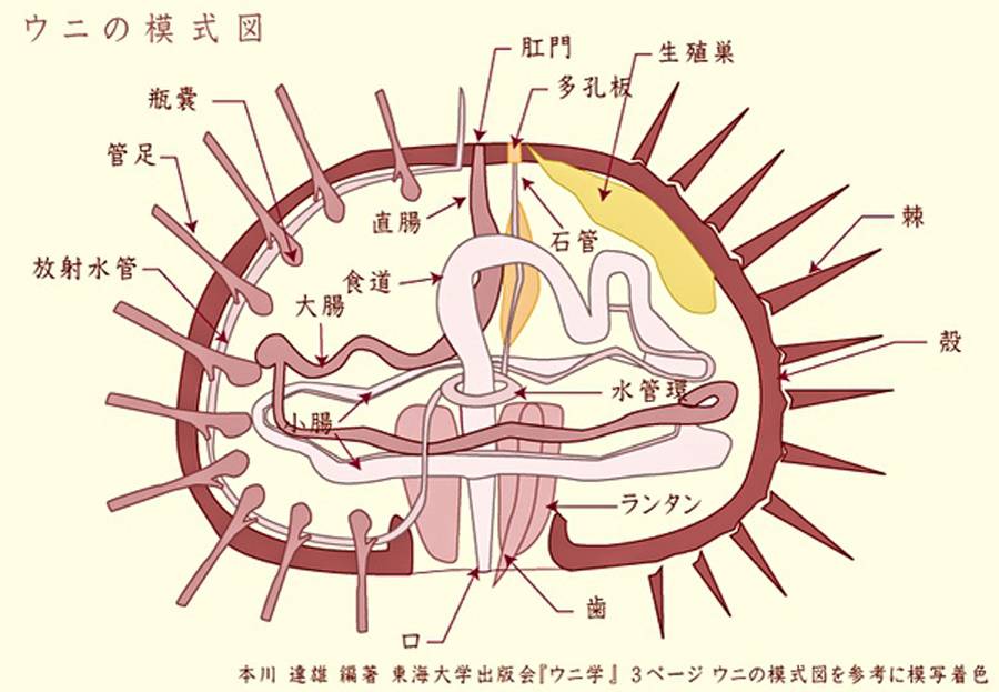 海胆种类图解图片