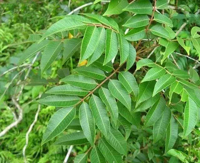 危險部位:汁液野漆樹三裂葉豚草的花粉極易引起過敏,不僅是引發咳嗽