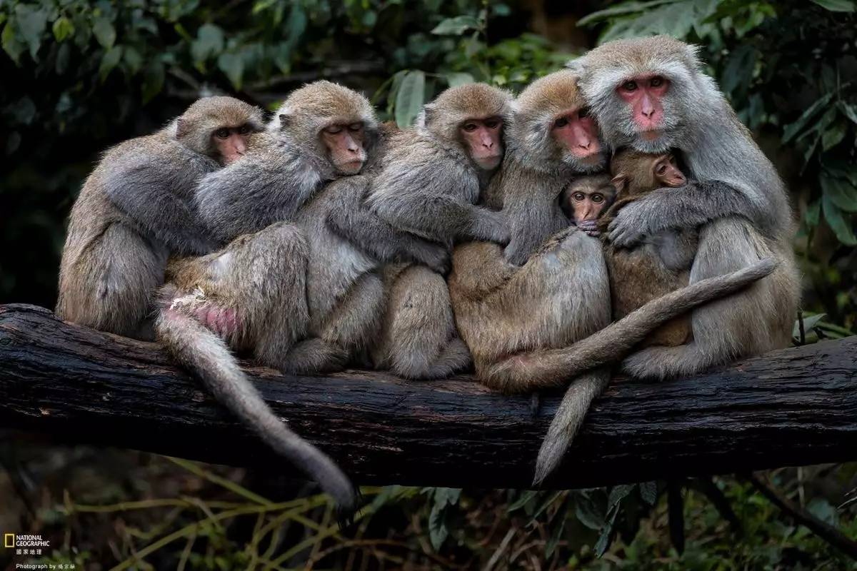 摄影:楊宗融寒流来袭,猴群互相依偎取暖