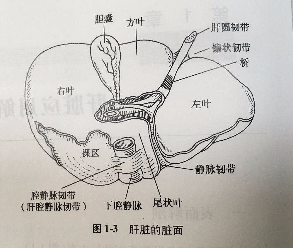 肝尾叶位置图片图片