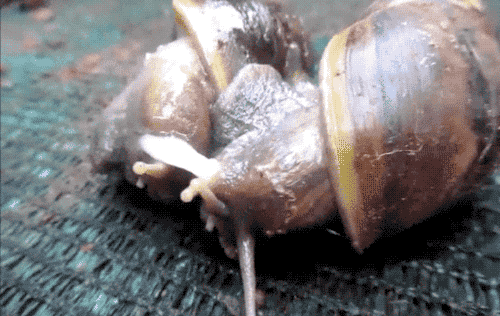 蜗牛打伞图动态图片
