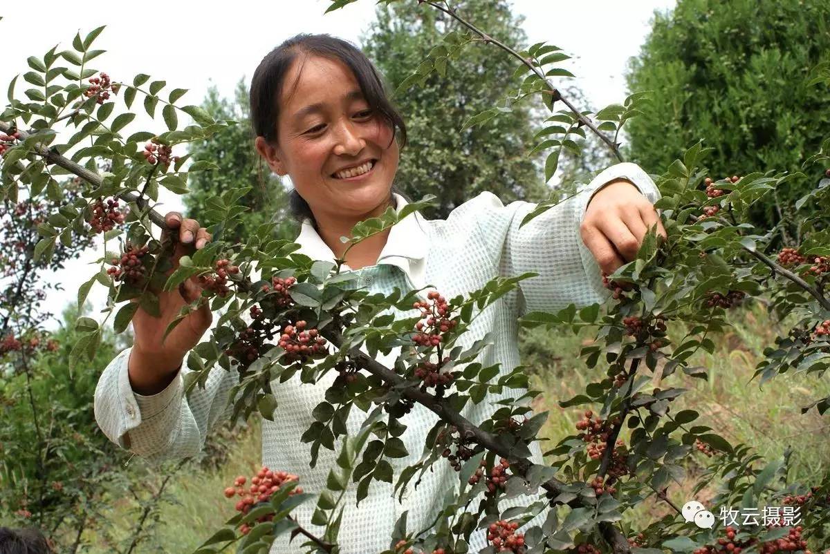 二人台摘花椒图片