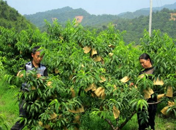 預售等了一年超高人氣的炎陵黃桃開始預售啦