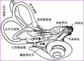 (內淋巴液:k >na ),3個半規管膜和2個耳石器官:橢圓囊,球囊;①骨迷路