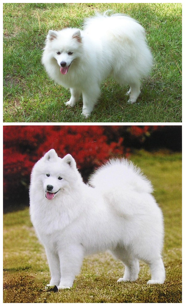 爱斯基摩犬和萨摩耶的区别:萨摩耶为雪白色,公犬有领状毛,而母犬没有