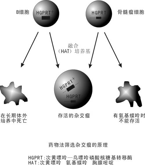 杂交瘤细胞如何筛选?了解原理很重要!