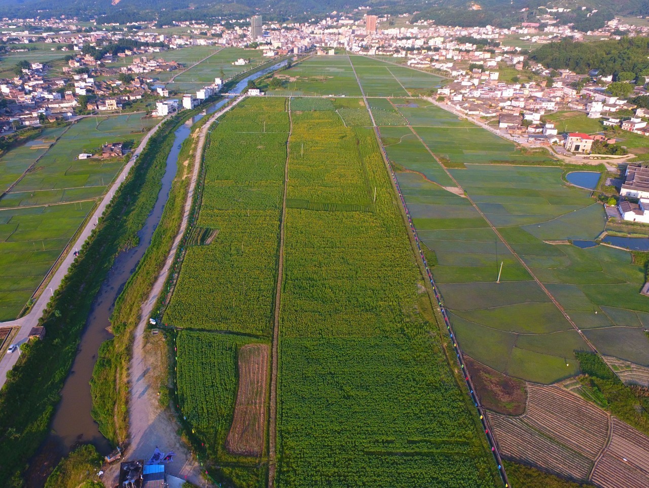 航拍龙川百亩向日葵花海盛放拍照游玩好佳处赶紧约起来