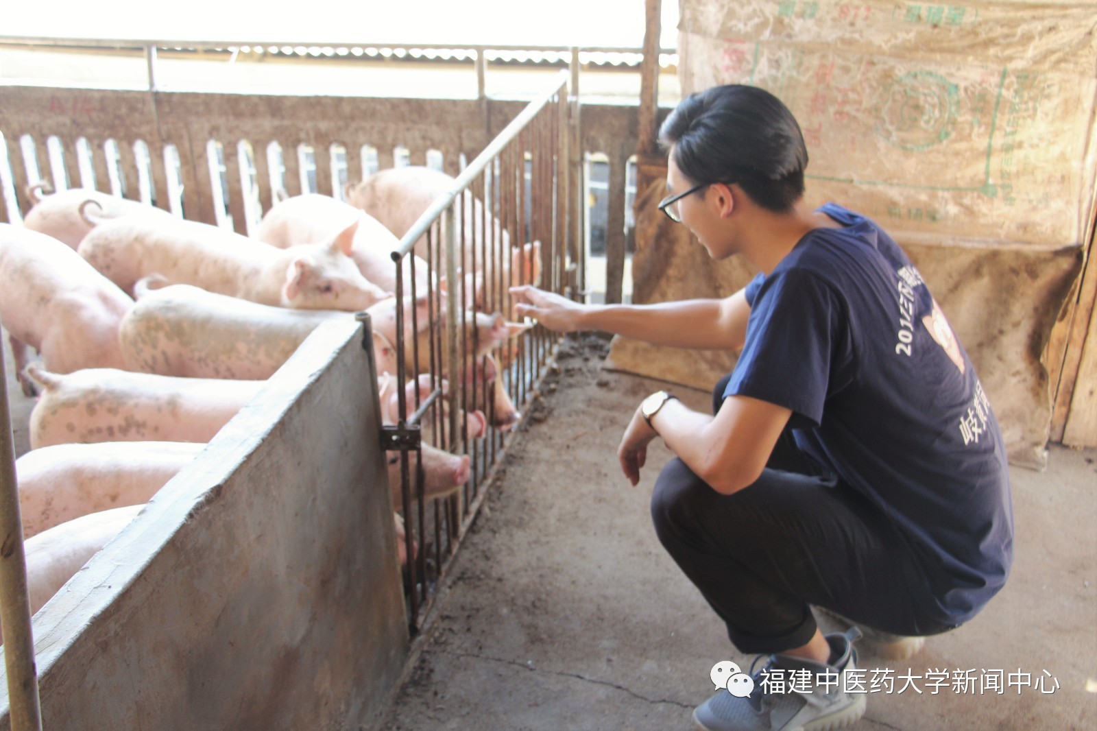 暑假别记岐黄饲匠访南卓传统猪场助力养猪新福建