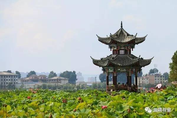 旅遊七月盛夏麒麟水鄉千畝荷花含苞怒放