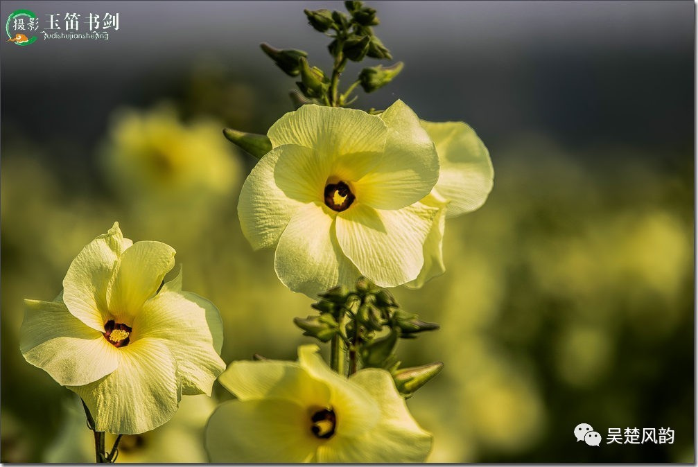 黄蜀葵花的别名图片