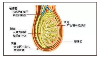 产生精子的器官图片
