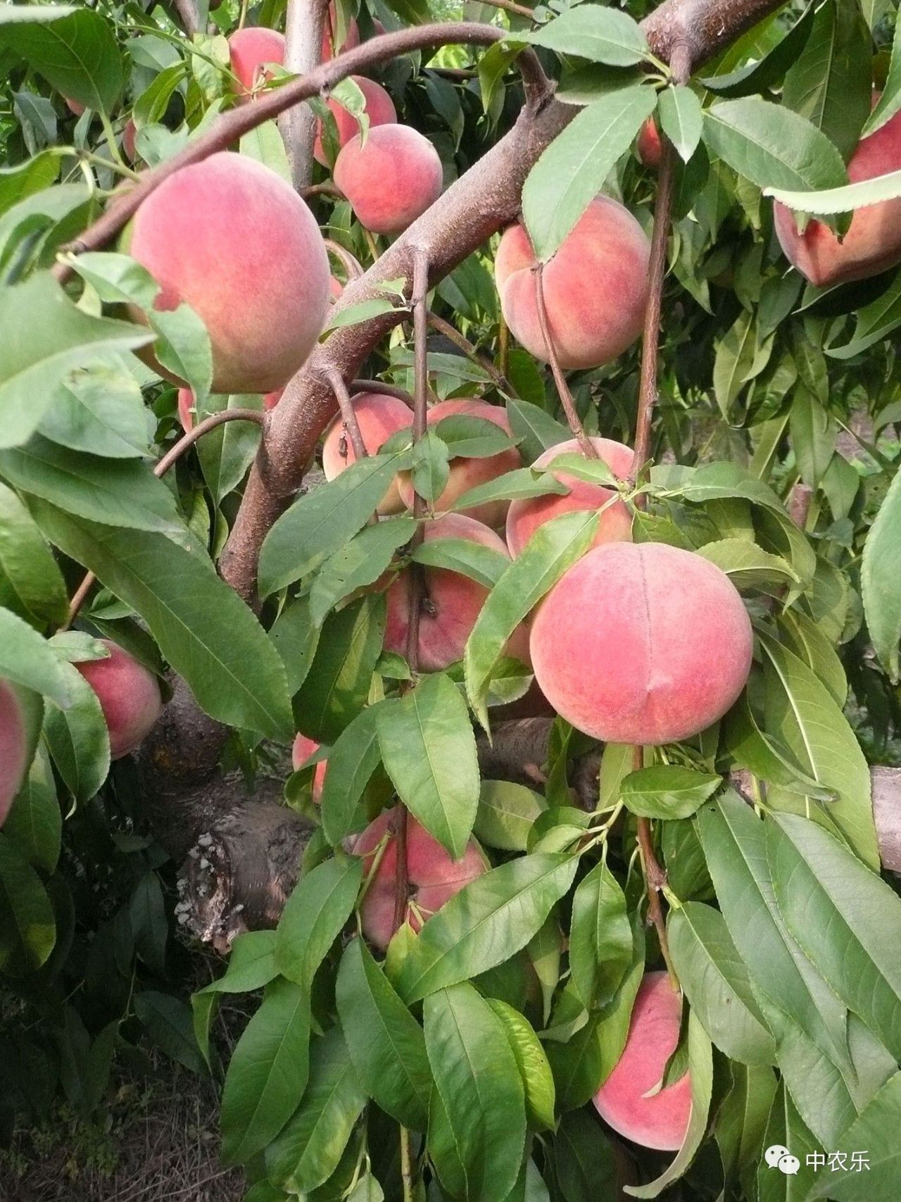 桃树:花芽质量,重在秋管