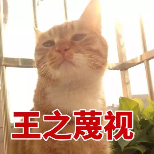 猫猫表情包大赛全成都最可爱的猫都在这儿了