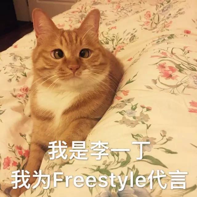 猫猫表情包大赛全成都最可爱的猫都在这儿了