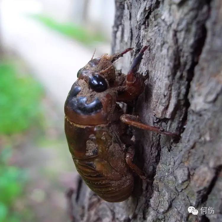 蟬在故鄉鳴