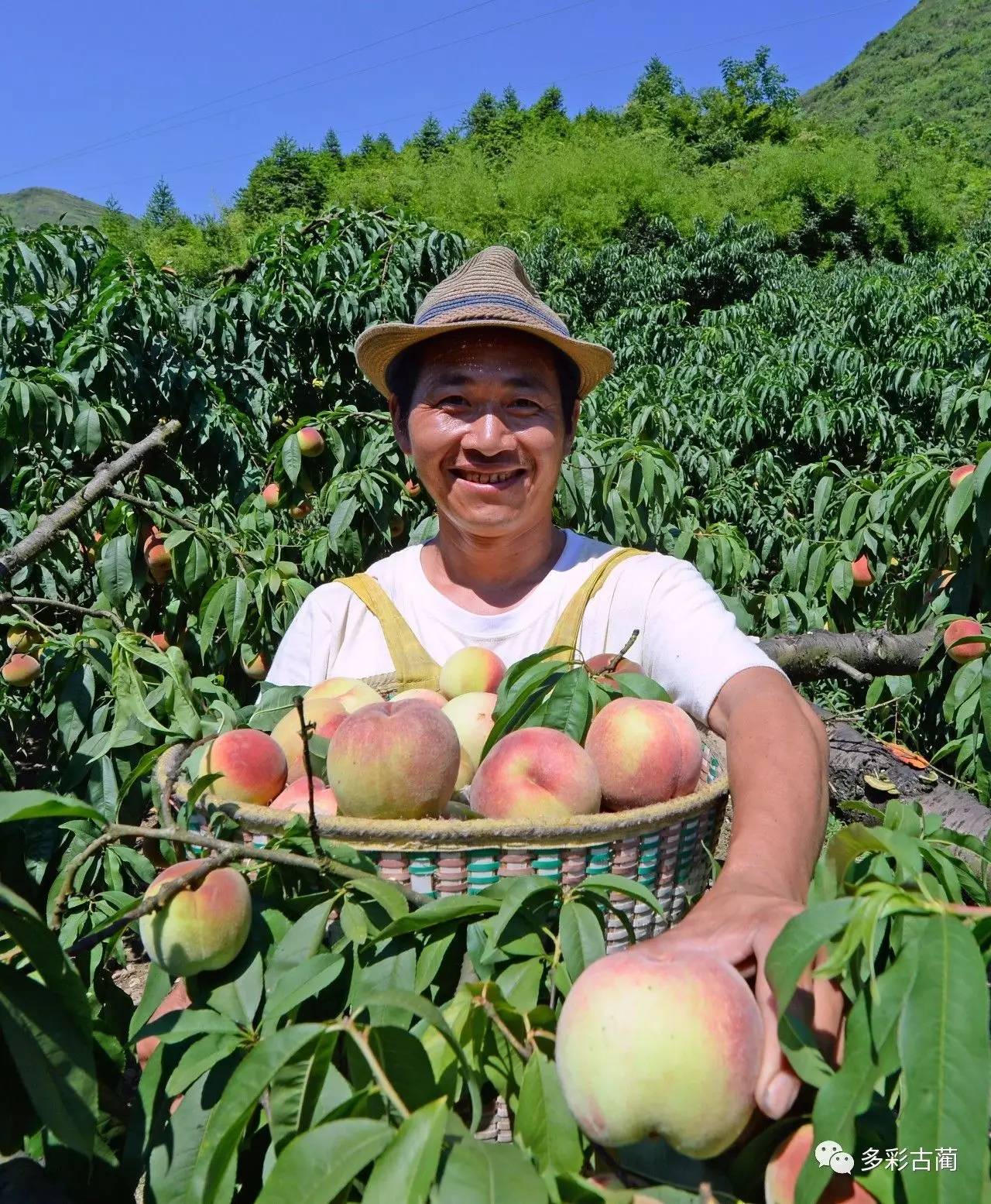 扩散香桃满枝果农笑古蔺土城的桃子熟了