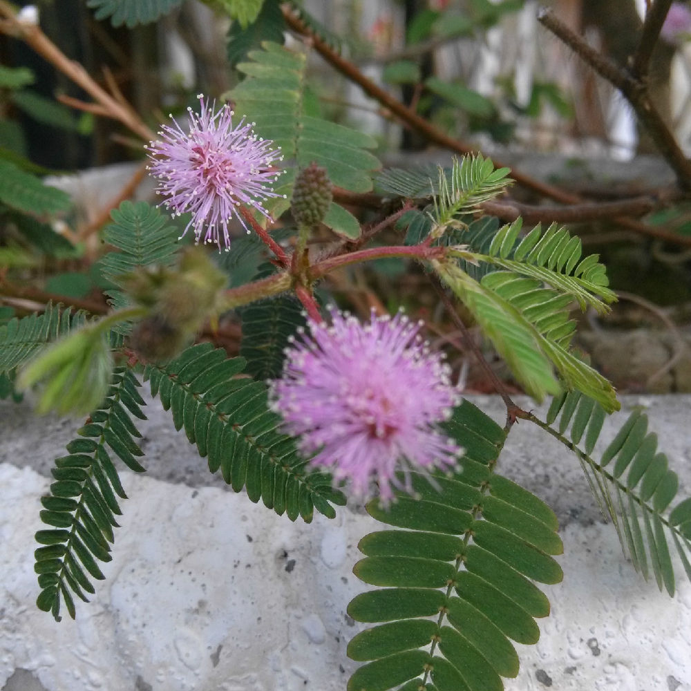 这些植物不适合放在家里你知道吗