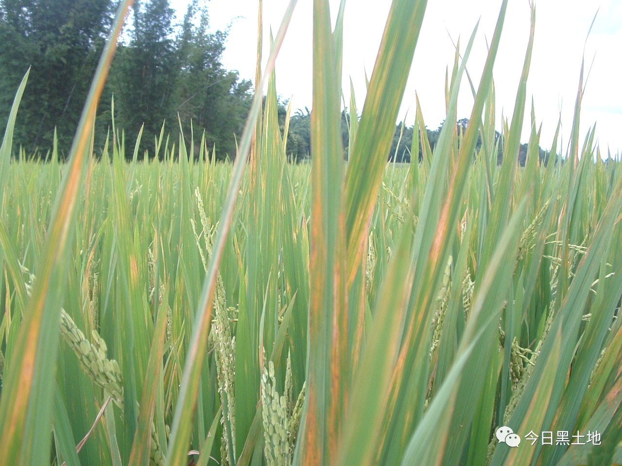 水稻条纹叶枯病是由灰飞虱传播的病毒病,由于是飞虱传毒,所以生产上应