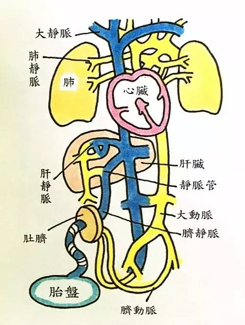 其次你要明白,胎儿是怎么从母体获得养分以发育成长的:从这个影片中