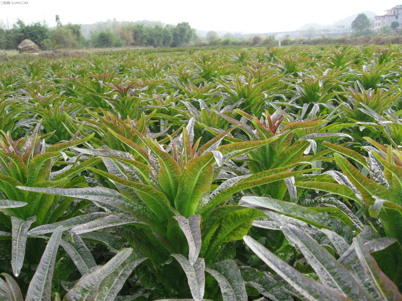 夏季莴笋栽培技术