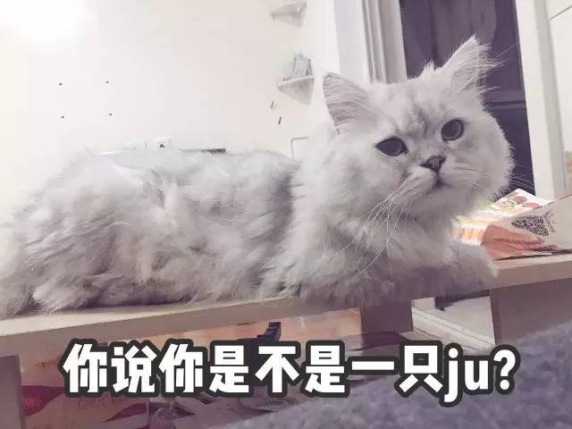 猫猫表情包大赛全成都最可爱的猫都在这儿了