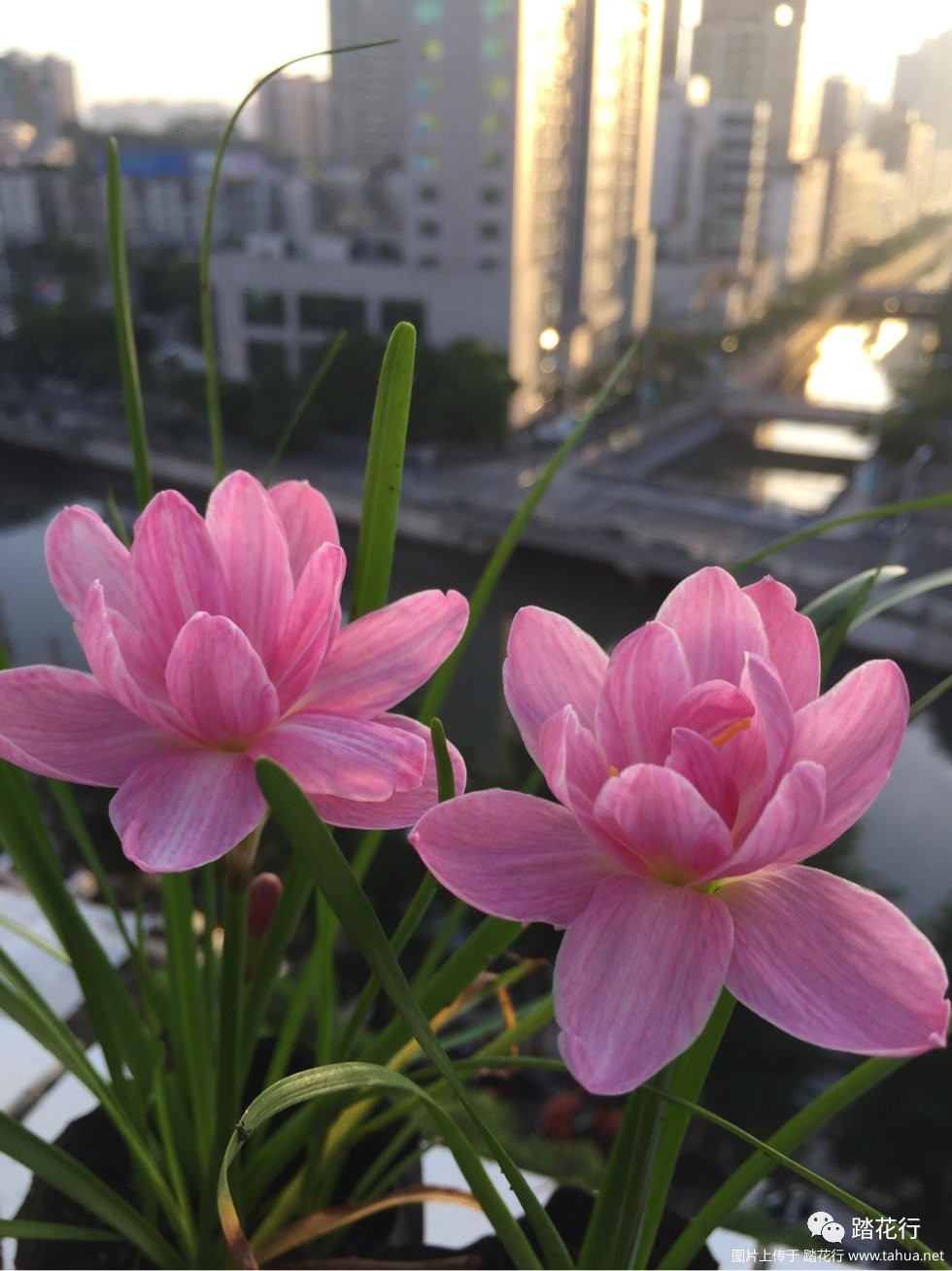 林仔的最美风雨兰(上)