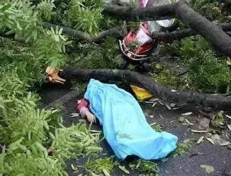 南充暴雨中被大树砸中身亡的女子,已完成眼角膜捐赠手术