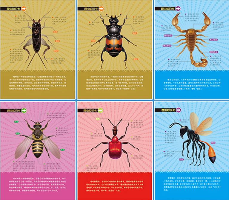 昆虫记动物介绍图图片