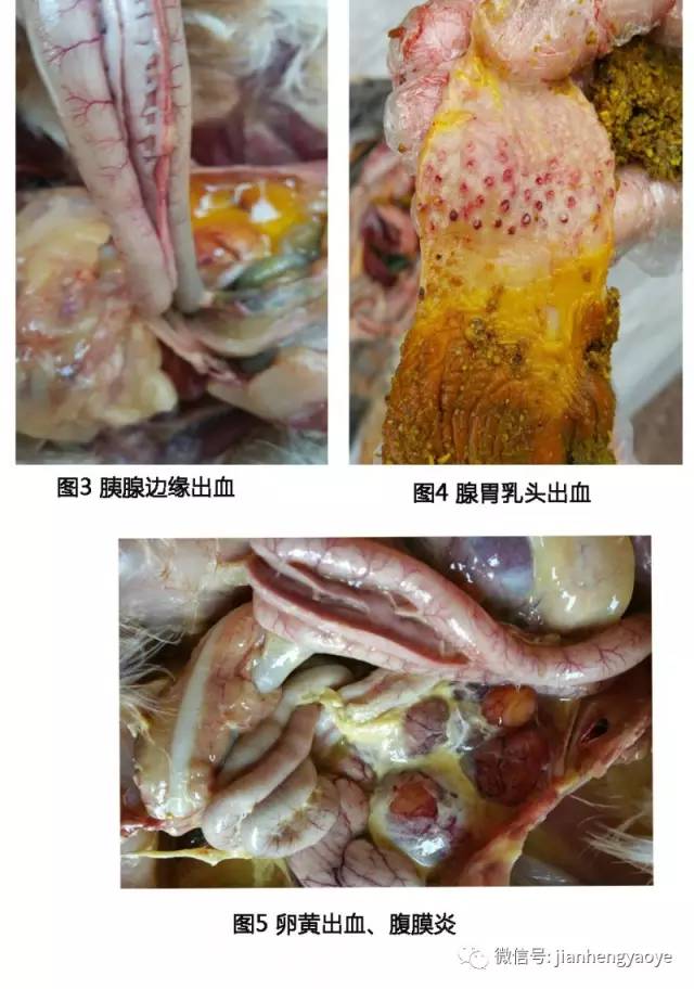 确诊:通过临床检查和剖检,诊断为温和型流感与大肠杆菌混合感染