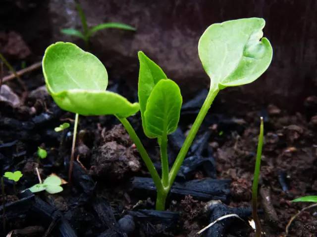 紫茉莉刚发芽的图片图片