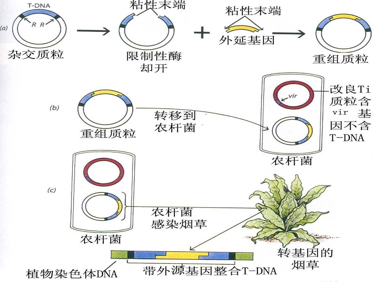 转基因技术示意图图片