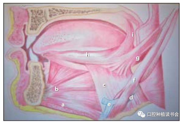 (b)頦舌肌.(c)舌骨舌肌.(d)二腹肌後腹.(e)二腹肌中間腱.