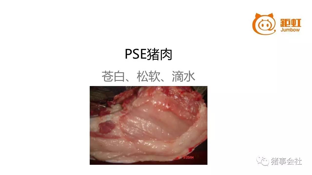 肉质不好影响猪价,夏季如何预防pse肉的产生卖个更好的价格