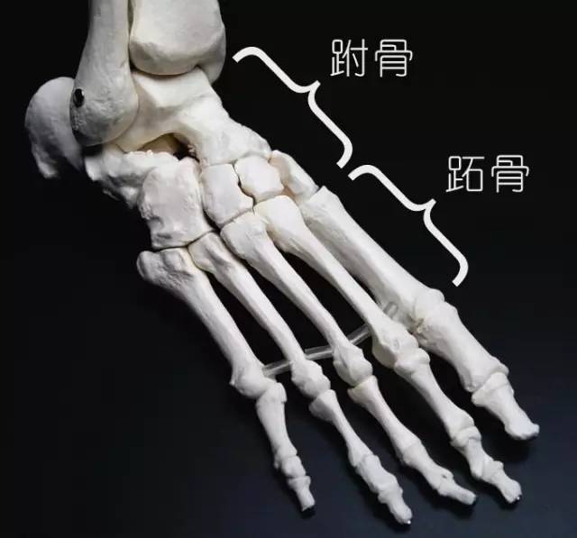 跖骨 中部图片