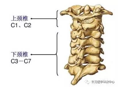 第二颈椎:c2