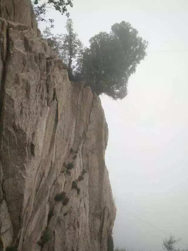 桥山柏醉了