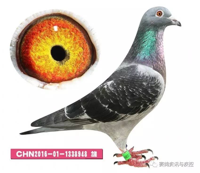 天津何宾种鸽图片图片
