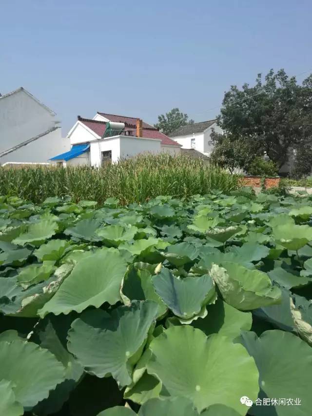 精品转载美丽乡村之一一巢湖市陈泗湾新村