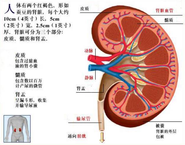 【健康科普】性功能和肾脏没有半毛钱的关系!