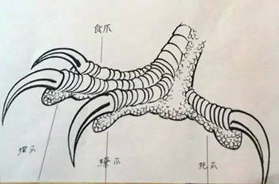 风筝一线牵天地快乐任我行看这群老男孩的盘鹰鸢趣