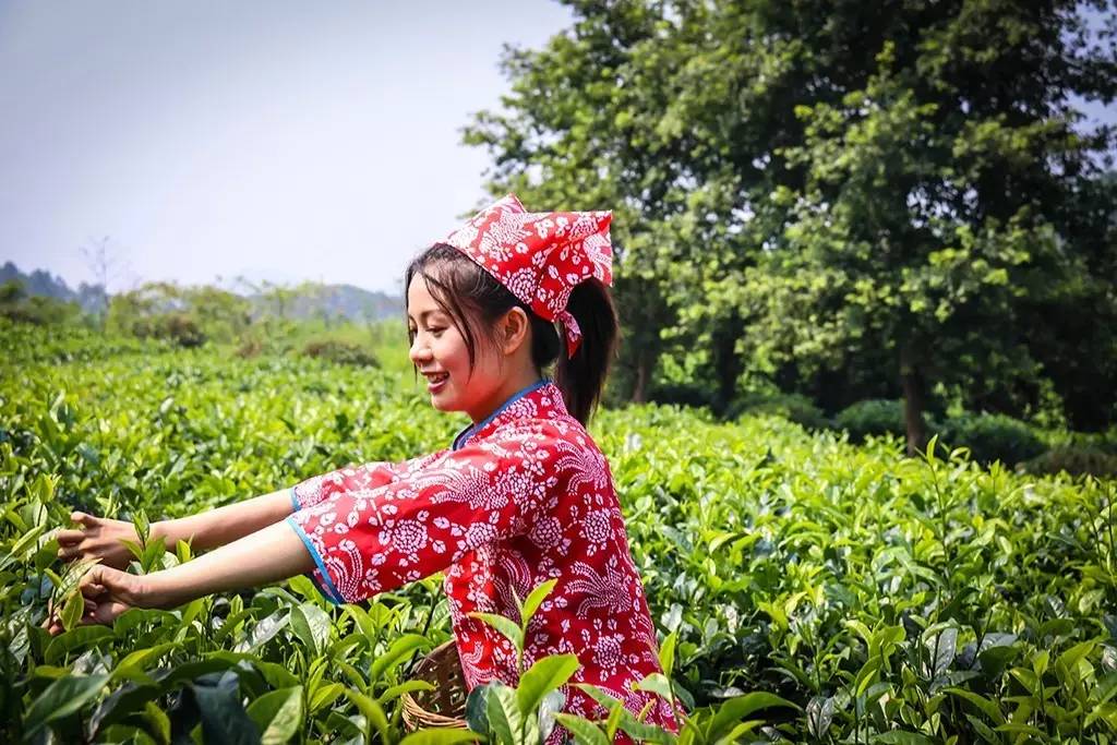 哎~~看過來哎~~採茶姑娘在這哎