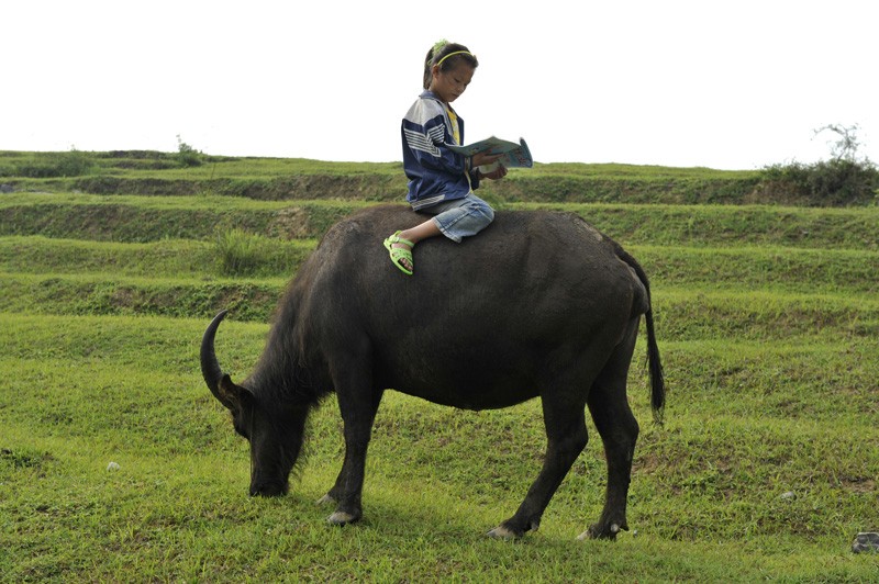 骑在牛背上的男孩图片图片