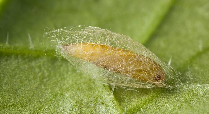 初孵幼虫钻入植物叶肉组织为害,造成细小隧道;2龄初从叶肉内钻出,取食