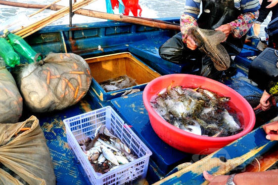 川岛美食鲜美海鲜下川岛的海鲜是即日捕获,上水即下锅,味道非一般鲜美