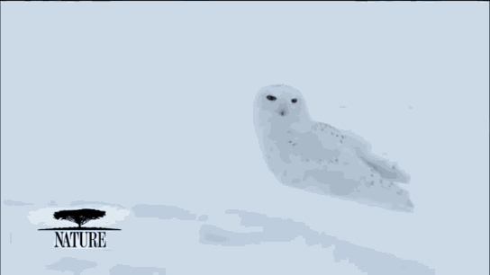 雪鸮表情包动态图片