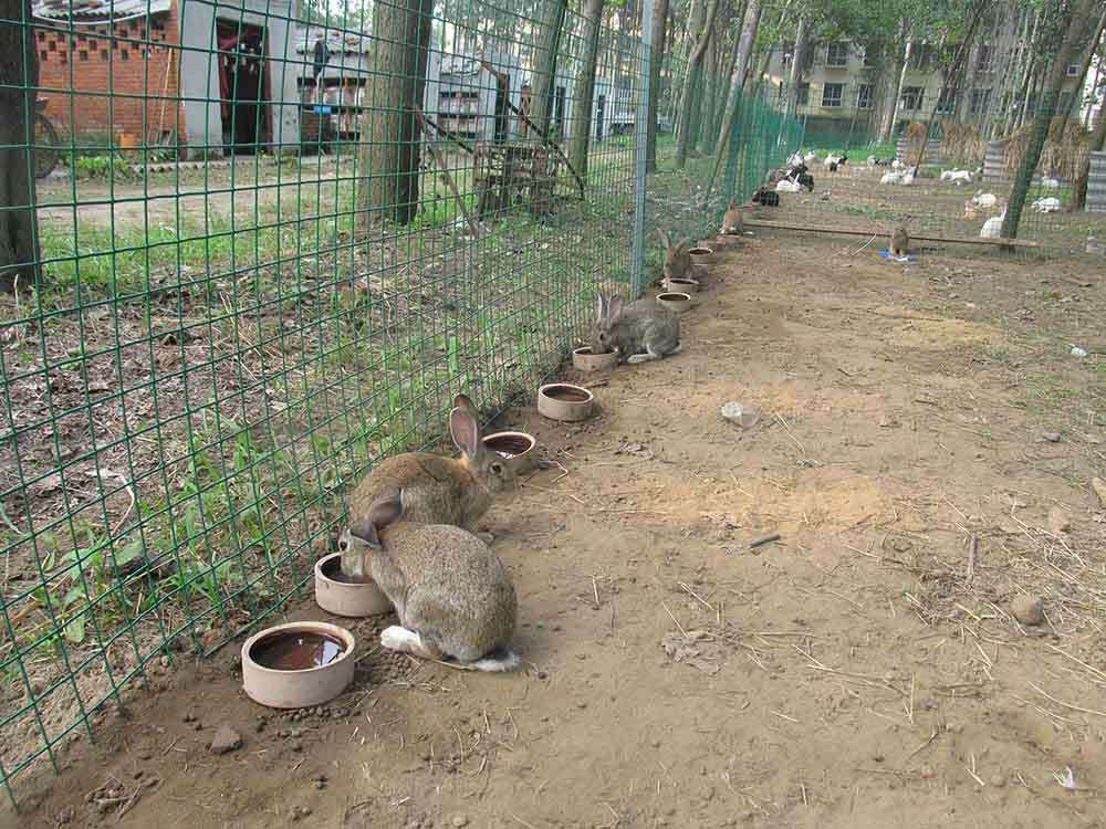 看山東小夥如何養殖野兔帶動全村走上致富路